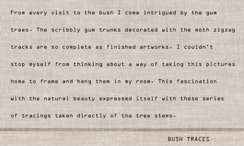 Bush Traces Slideshow